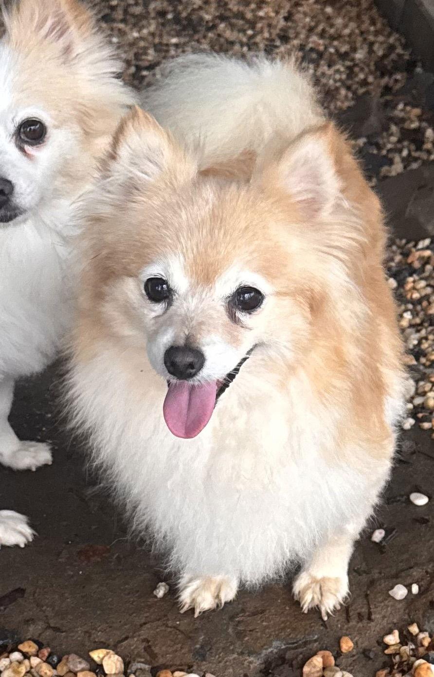 Enlarge Charmin, a ADOPTABLE Pomeranian in Pottstown, PA image 1/3