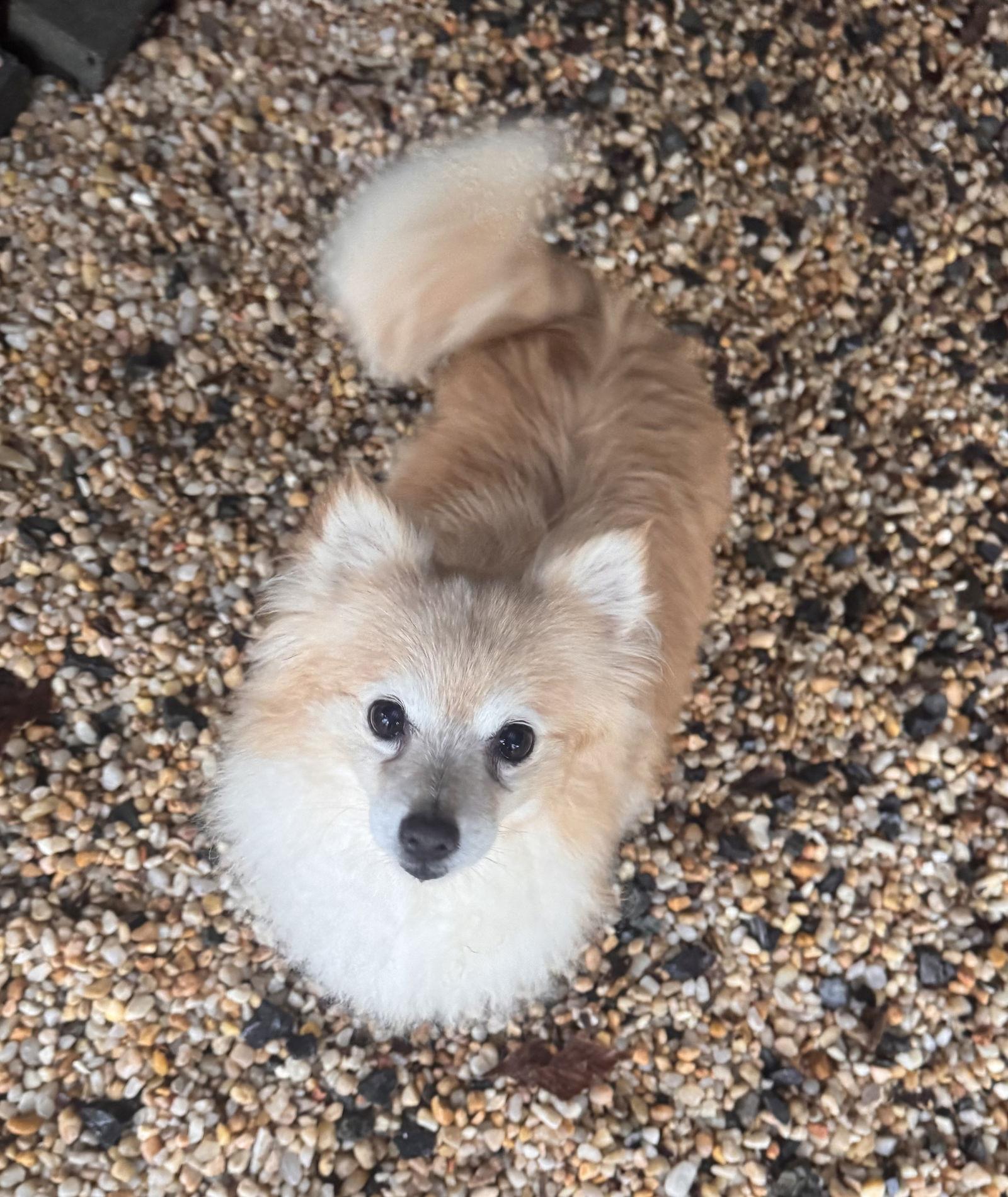 Enlarge Charmin, a ADOPTABLE Pomeranian in Pottstown, PA image 2/3