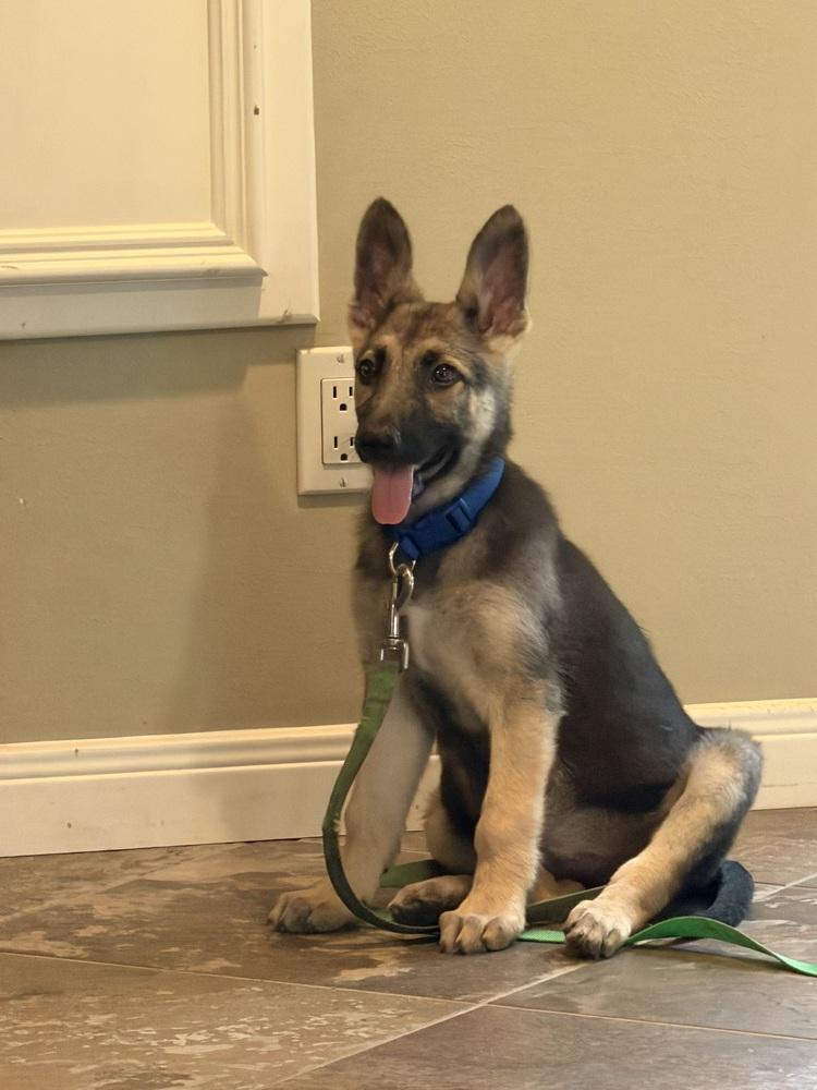 Enlarge Viola, a Adoptable German Shepherd Dog in Houston, TX image 1/6