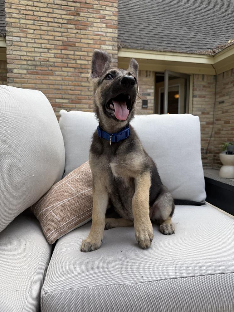 Enlarge Viola, a Adoptable German Shepherd Dog in Houston, TX image 2/6