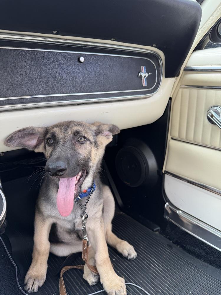 Enlarge Viola, a Adoptable German Shepherd Dog in Houston, TX image 3/6