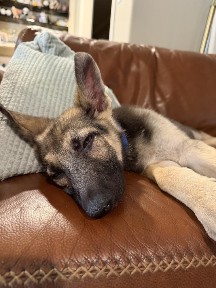 Enlarge Viola, a Adoptable German Shepherd Dog in Houston, TX image 5/6