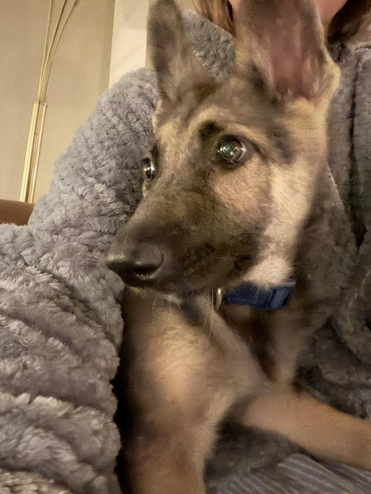 Enlarge Viola, a Adoptable German Shepherd Dog in Houston, TX image 6/6