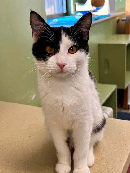 Starling, a Adoptable mixed breed in Hackensack, MN image 1/4