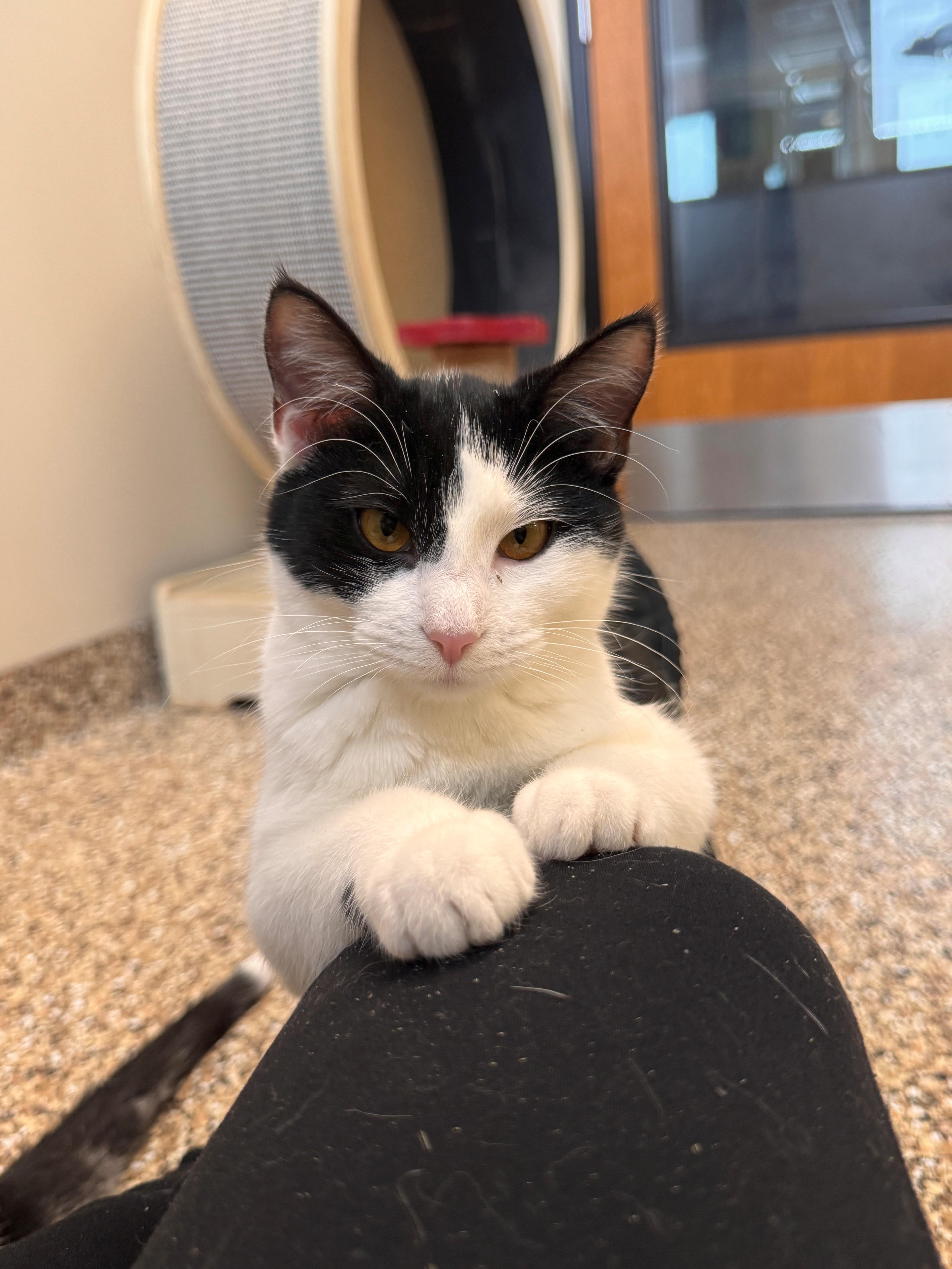 Enlarge Starling, a Adoptable mixed breed in Hackensack, MN image 3/3