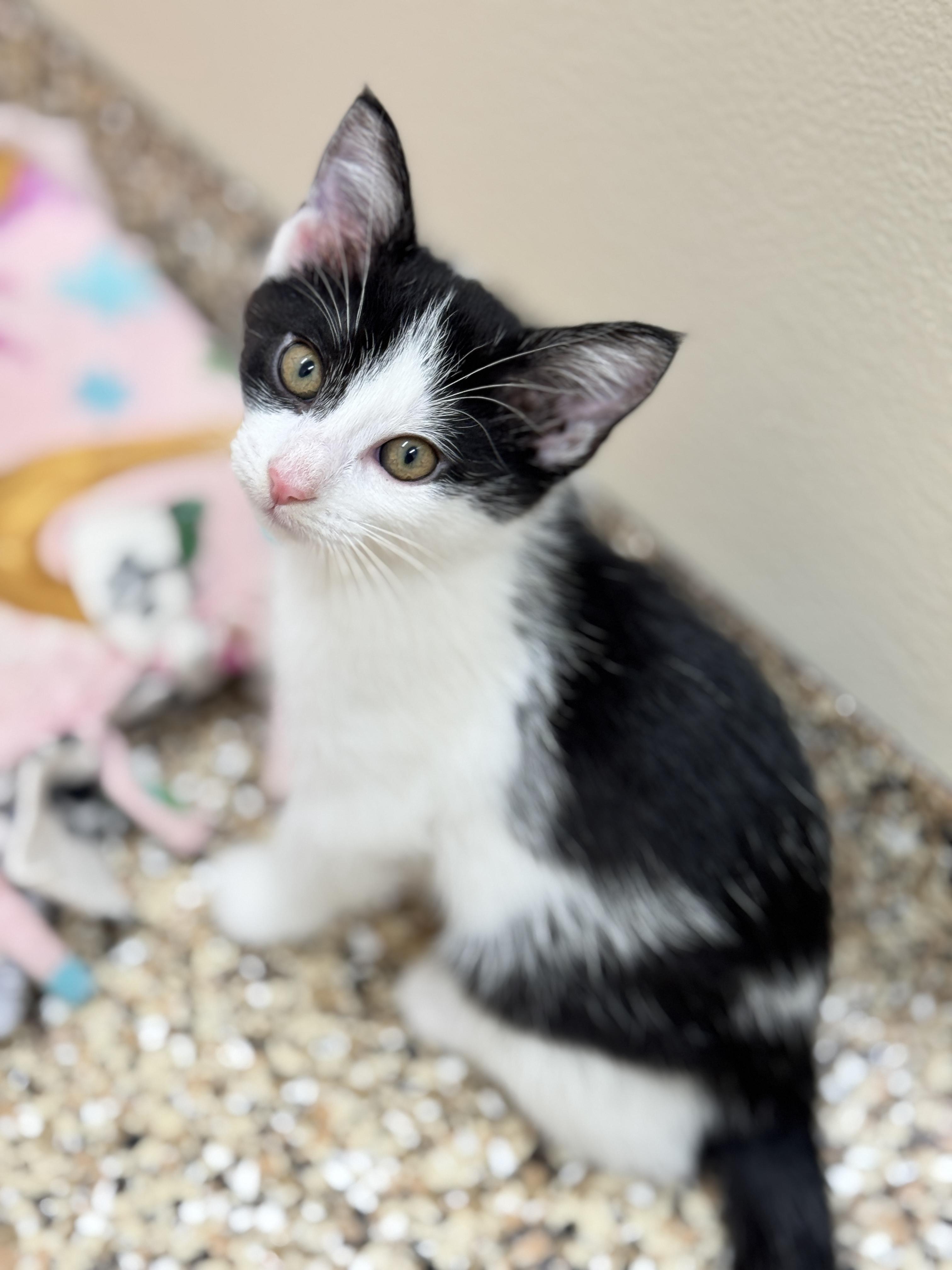 Starling, Adoptable, Kitten Female Domestic Short Hair.