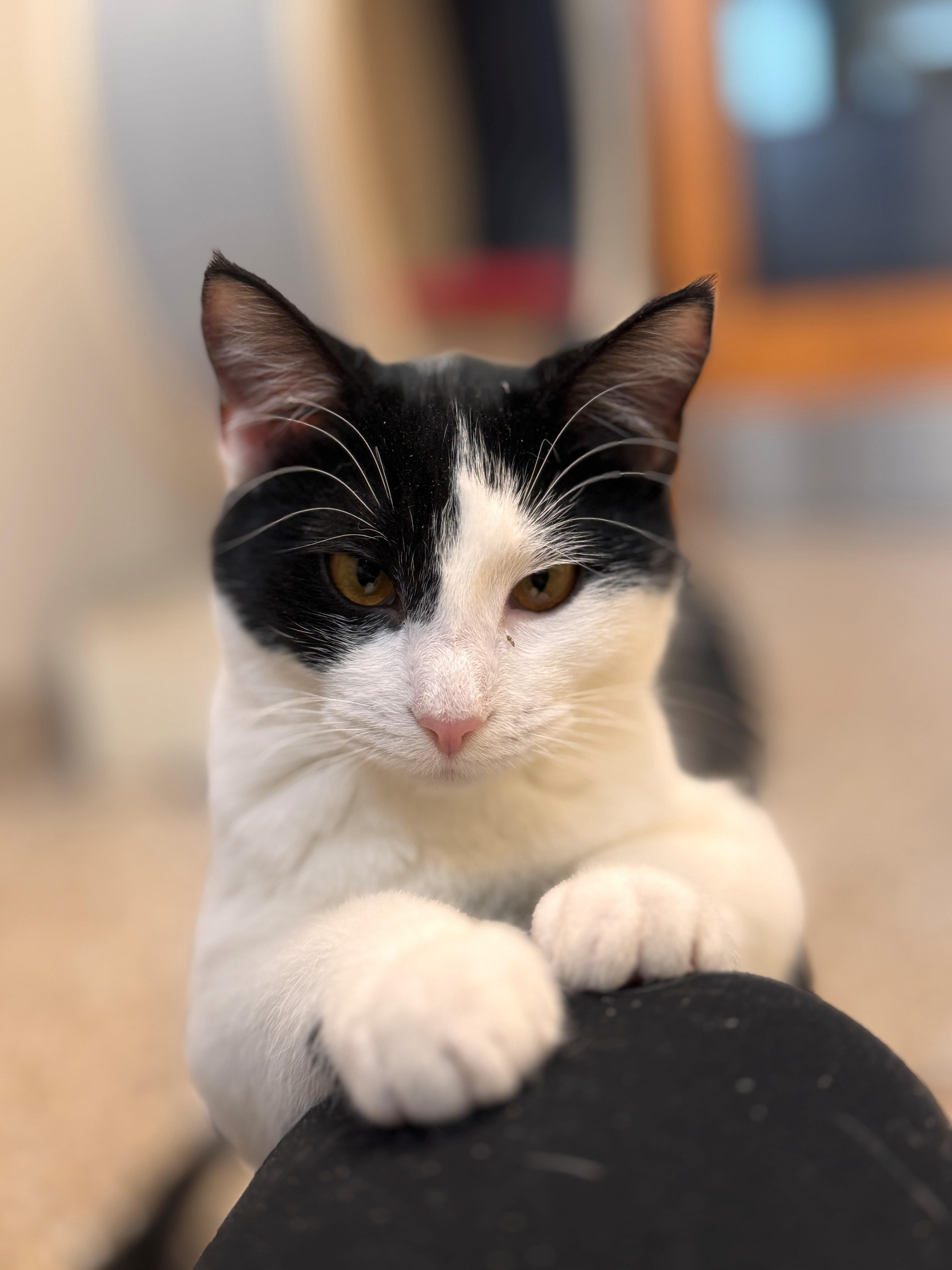 Starling, Adoptable, Kitten Female Domestic Short Hair.