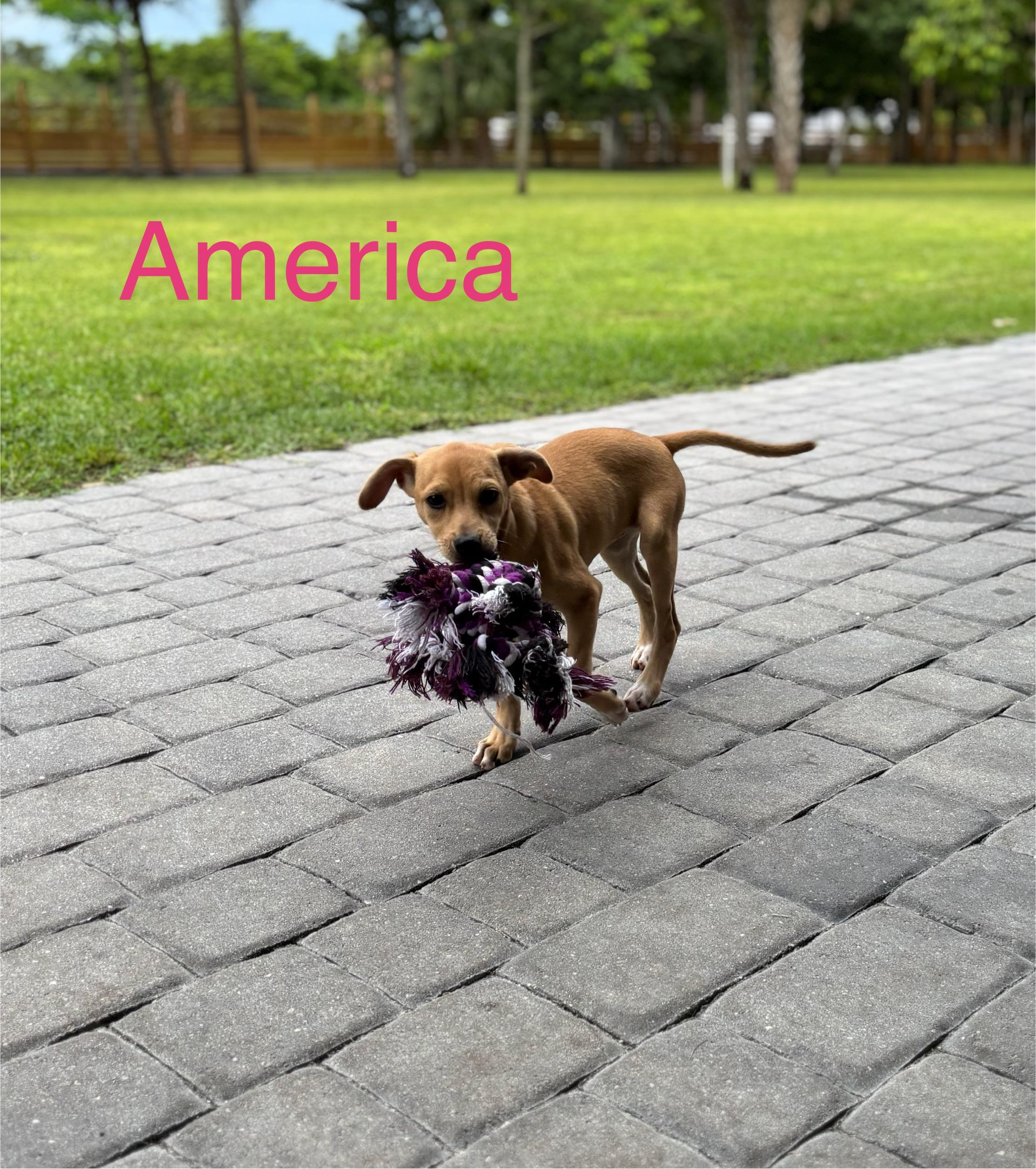 America photo 4