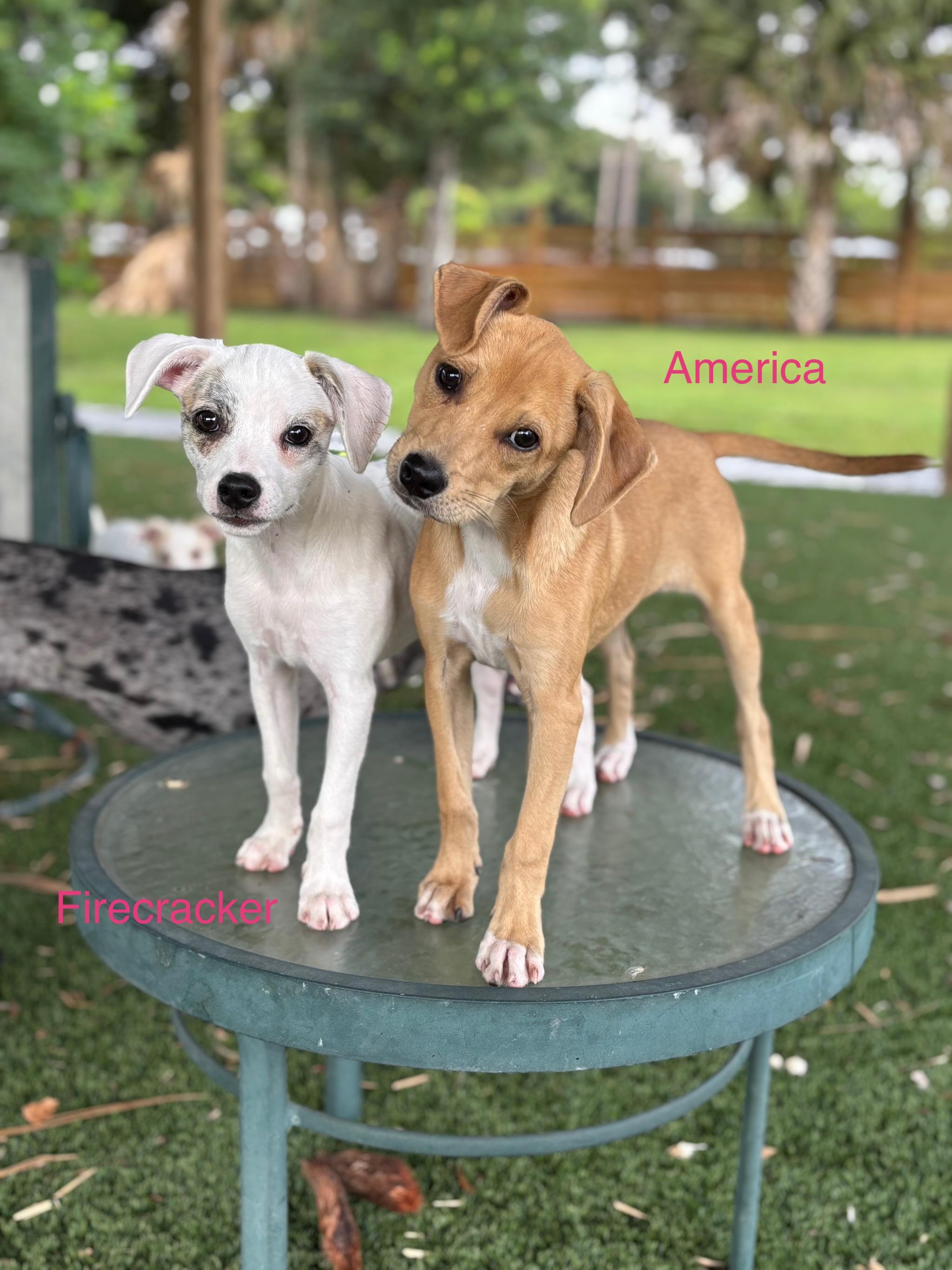America photo 3