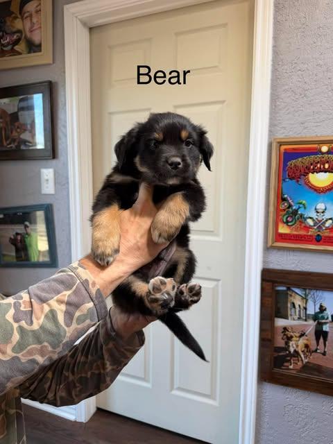 Enlarge Bear, a ADOPTABLE mixed breed in Wichita Falls, TX image 1/1