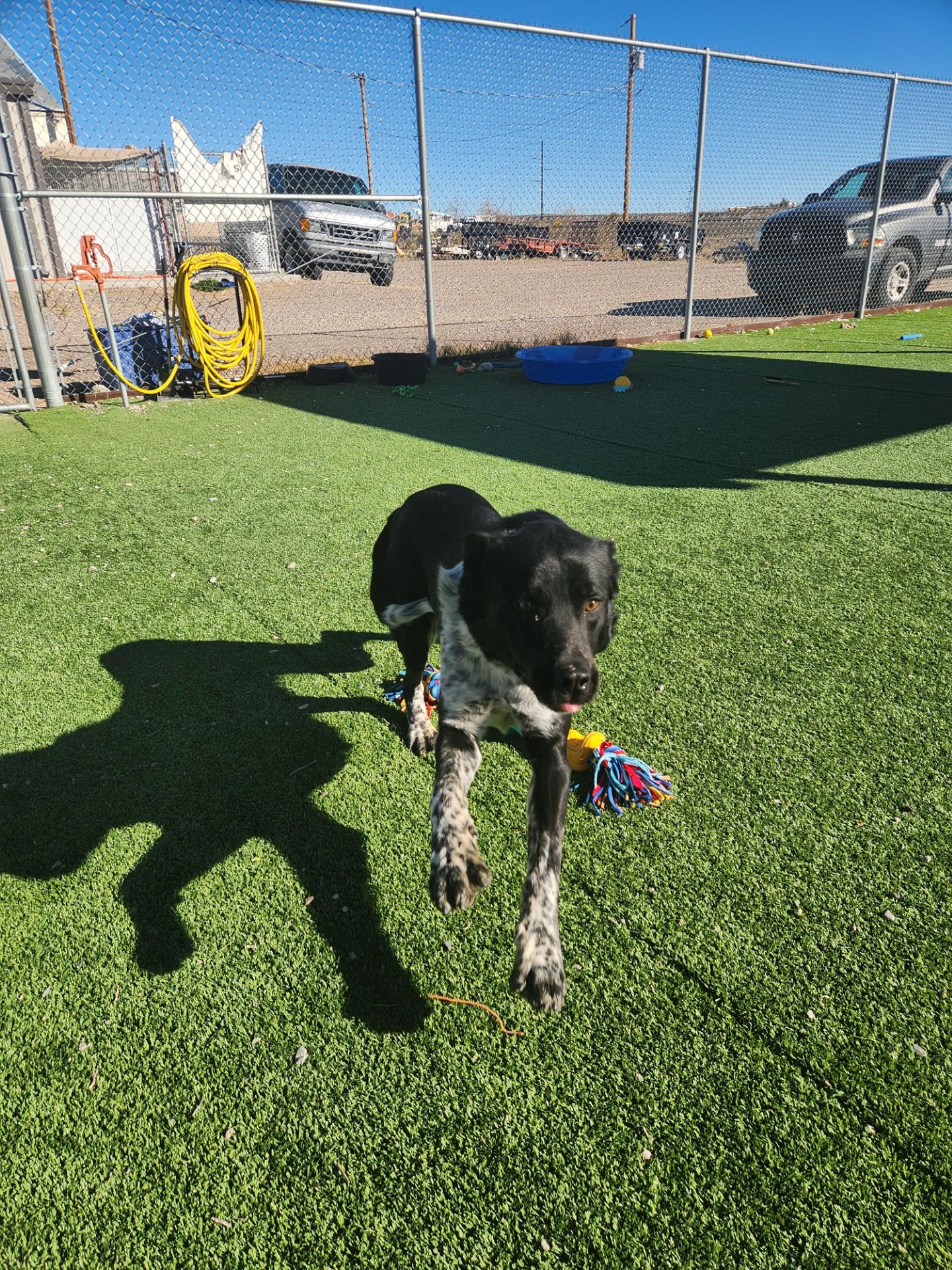 Enlarge Ralph, a ADOPTABLE mixed breed in Truth or Consequences , NM image 3/6