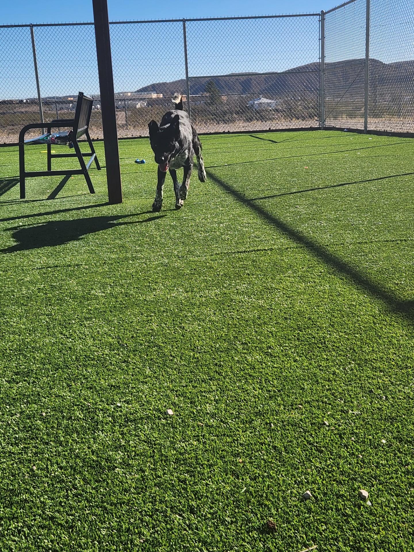 Enlarge Ralph, a ADOPTABLE mixed breed in Truth or Consequences , NM image 4/6