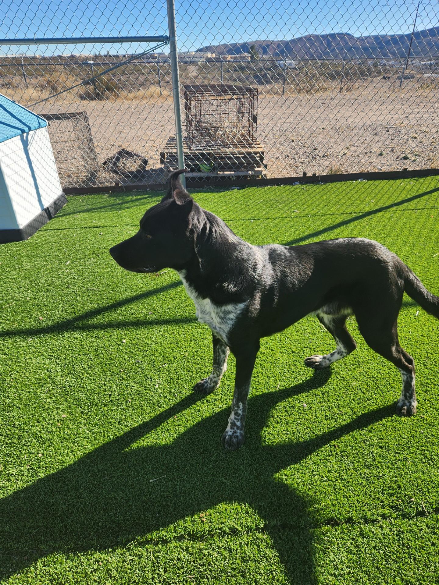 Enlarge Ralph, a ADOPTABLE mixed breed in Truth or Consequences , NM image 2/6