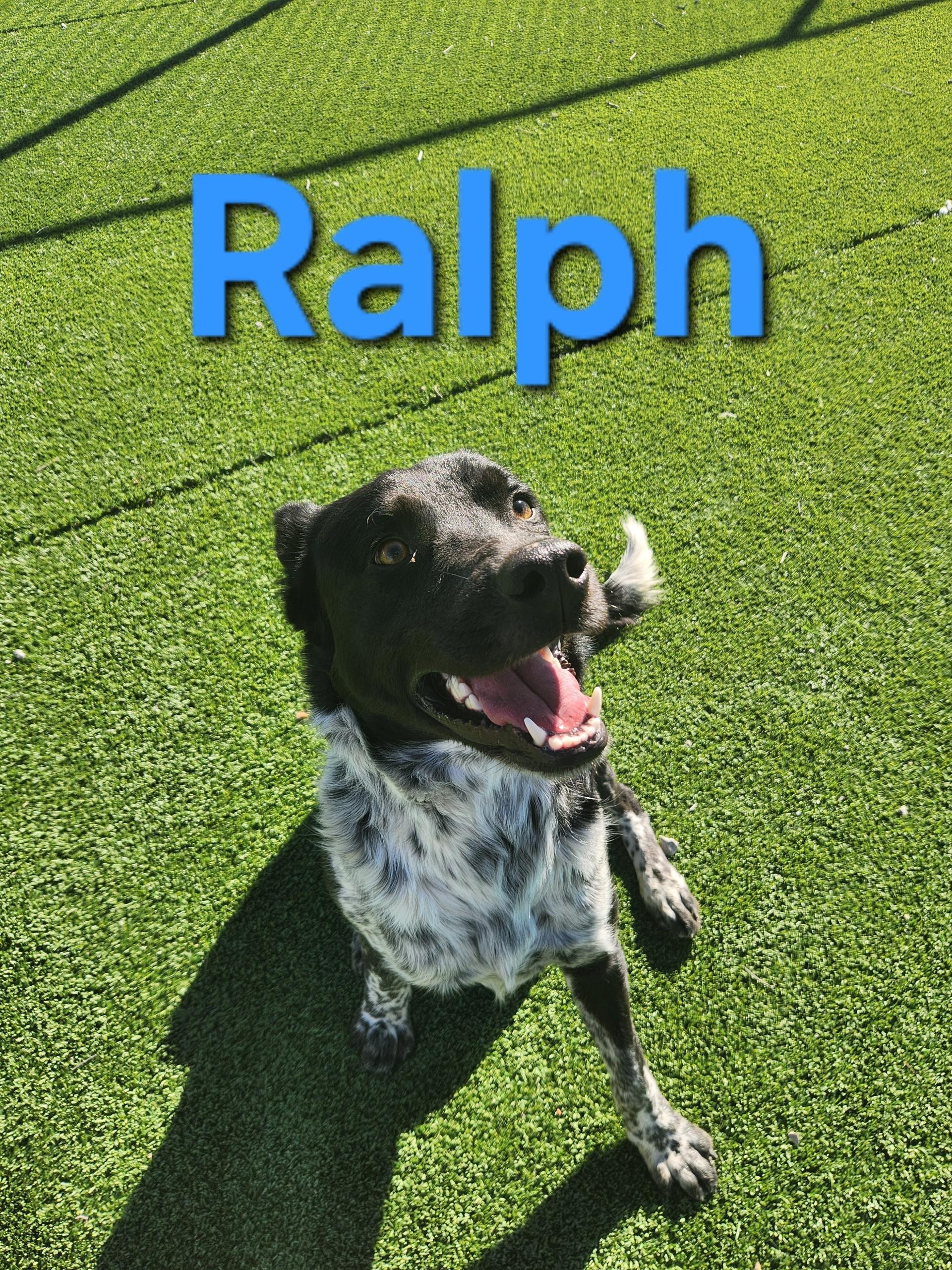 Enlarge Ralph, a ADOPTABLE mixed breed in Truth or Consequences , NM image 5/6