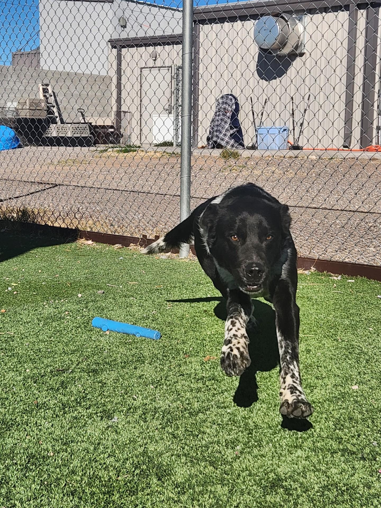 Enlarge Ralph, a ADOPTABLE mixed breed in Truth or Consequences , NM image 6/6