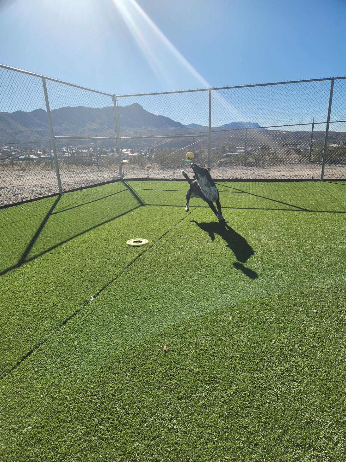 Enlarge Ralph, a ADOPTABLE mixed breed in Truth or Consequences , NM image 1/6