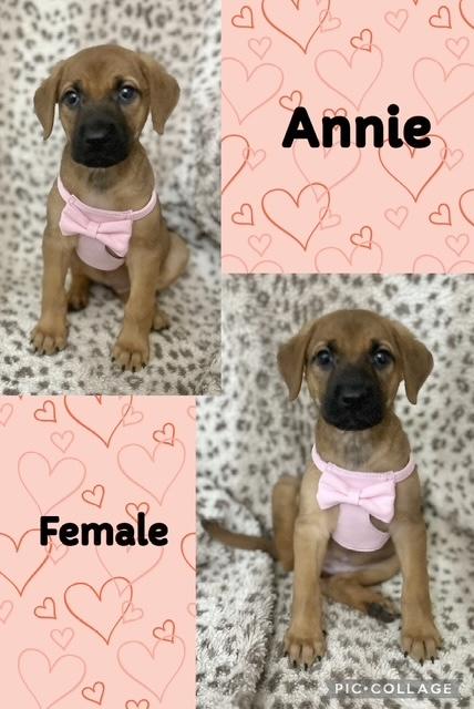 Annie 1 photo