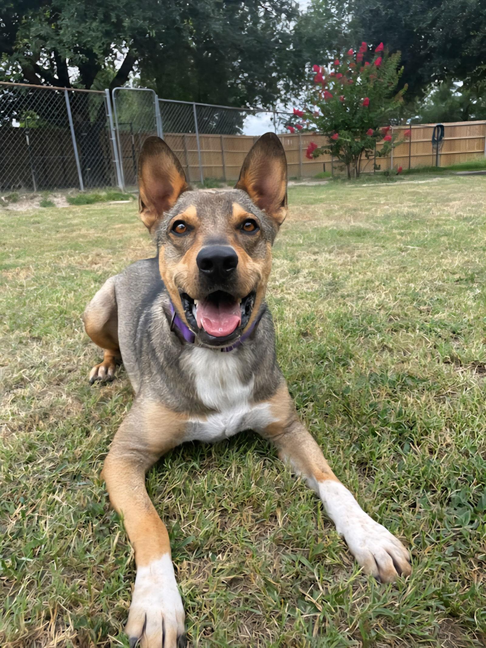 Enlarge JM, a Adoptable mixed breed in Gun Barrel City, TX image 3/3