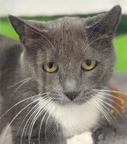 Pistachio, Adoptable, Adult Female Domestic Short Hair & Domestic Short Hair.