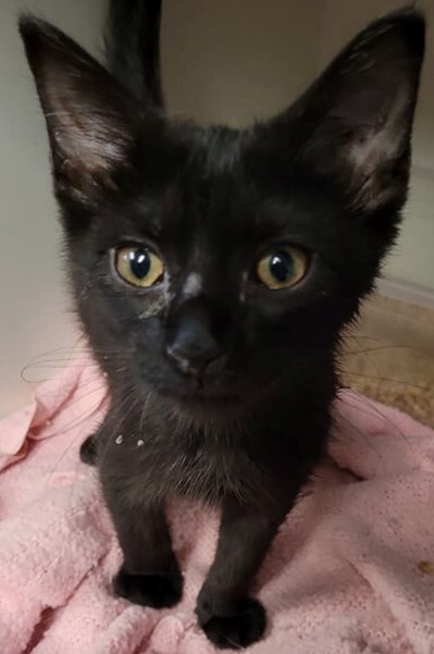 Nemo, a Adoptable mixed breed in Robinson, IL image 1/2