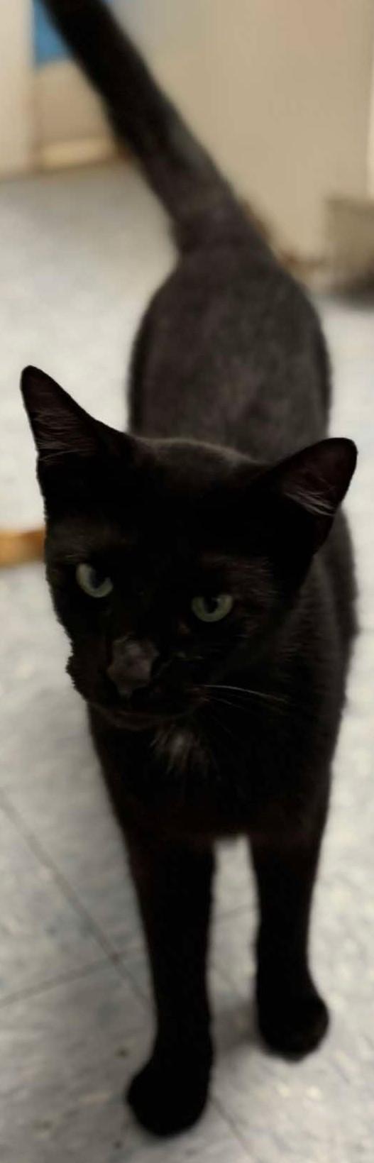 Nemo, Adoptable, Kitten Male Domestic Short Hair.