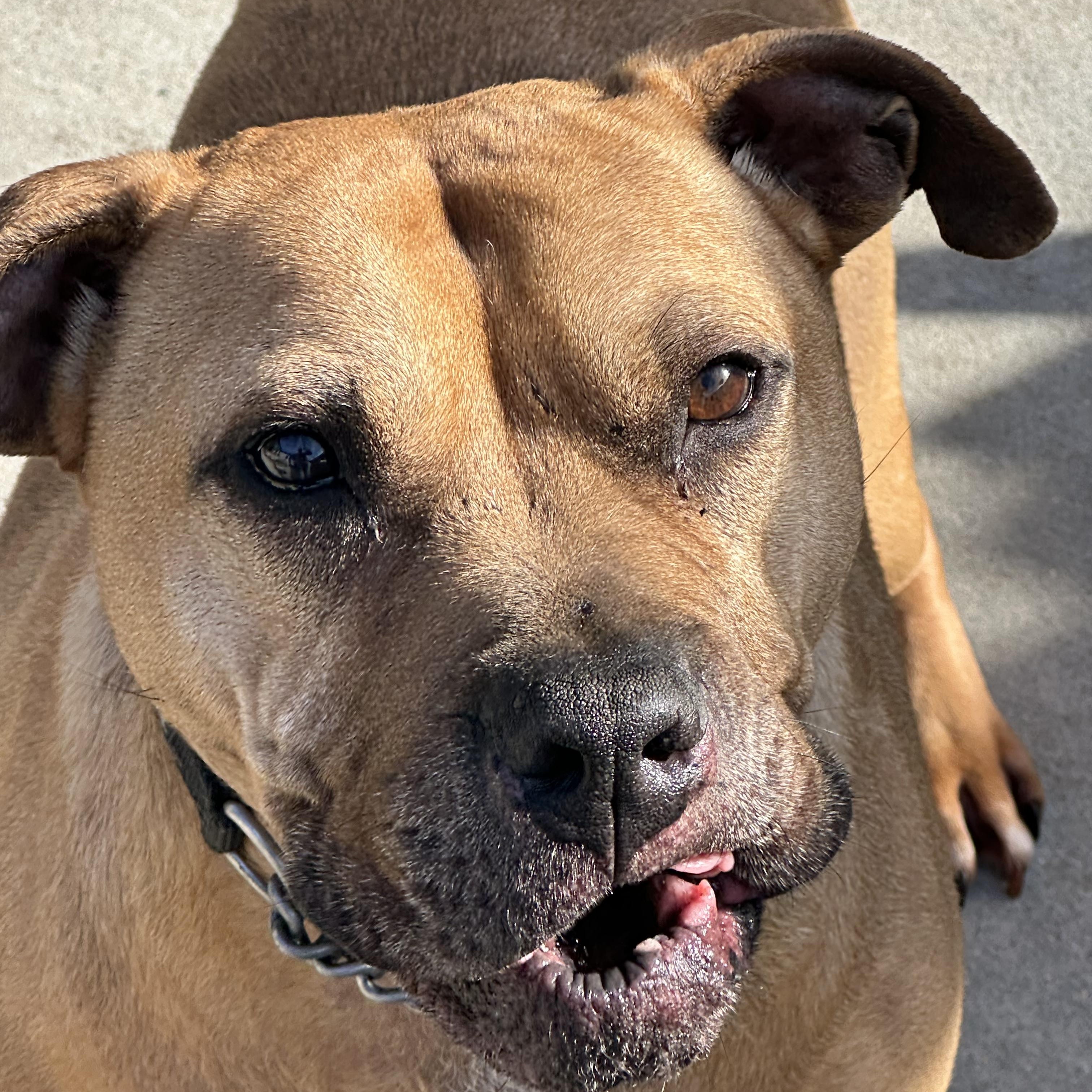 Bubba, a Adoptable mixed breed in Jefferson , LA image 1/5