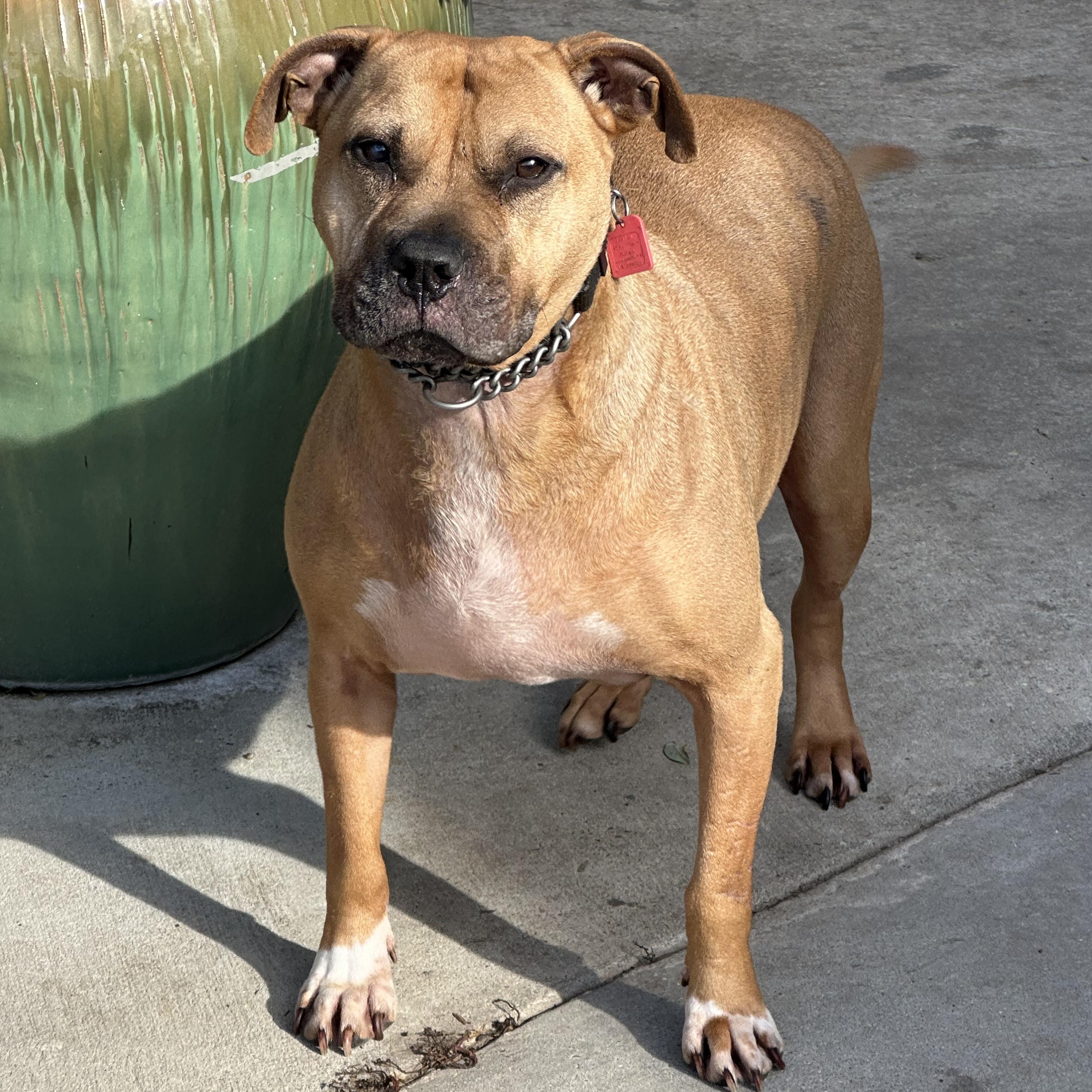 Bubba, a Adoptable mixed breed in Jefferson , LA image 5/5
