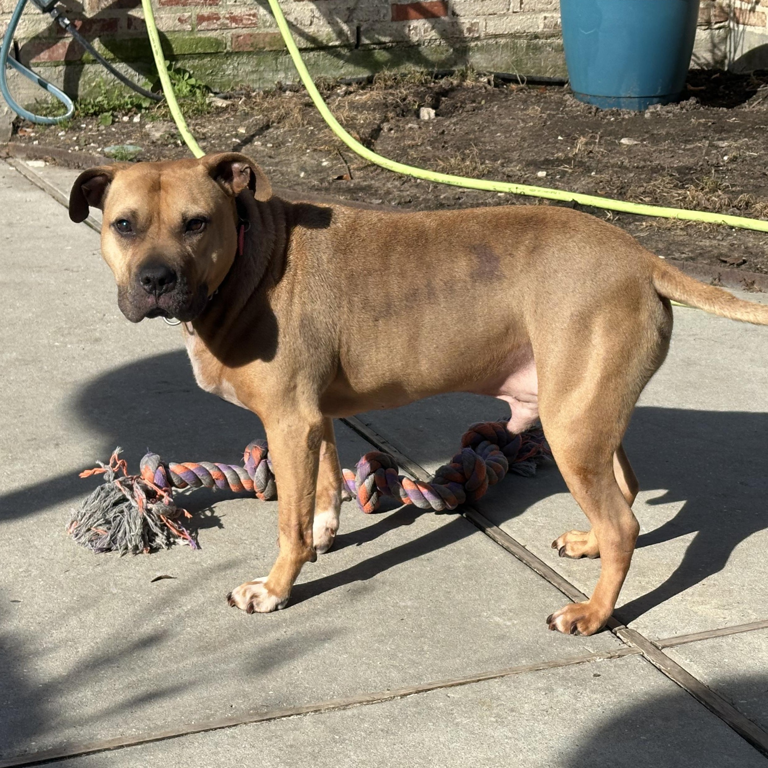 Bubba, a Adoptable mixed breed in Jefferson , LA image 2/5