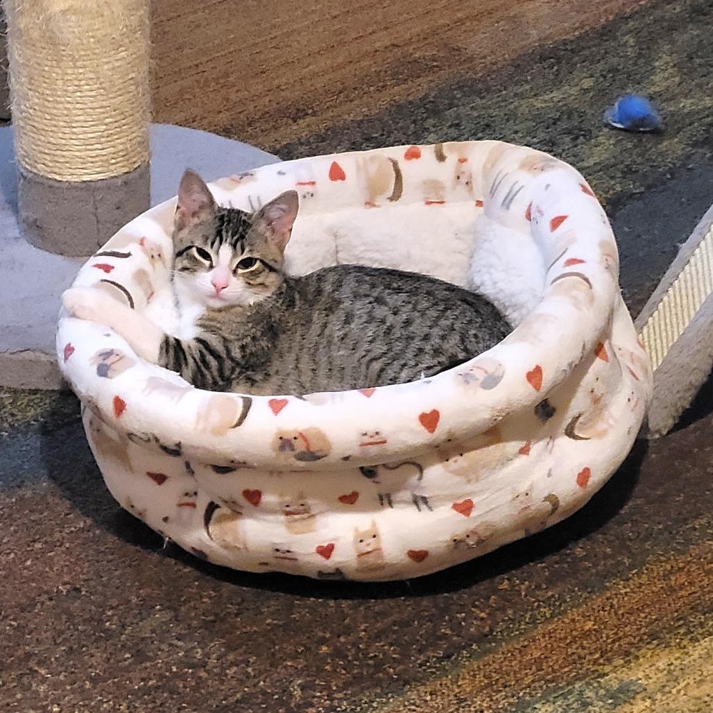 Enlarge Simon, a Adoptable Domestic Short Hair in FAIRWAY, KS image 2/6