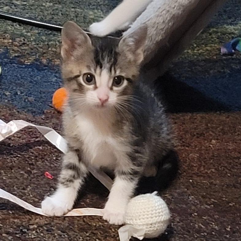 Simon, Adoptable, Kitten Male Domestic Short Hair.