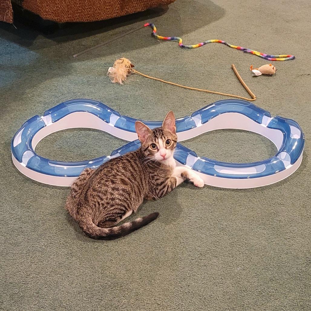 Enlarge Simon, a Adoptable Domestic Short Hair in FAIRWAY, KS image 4/6