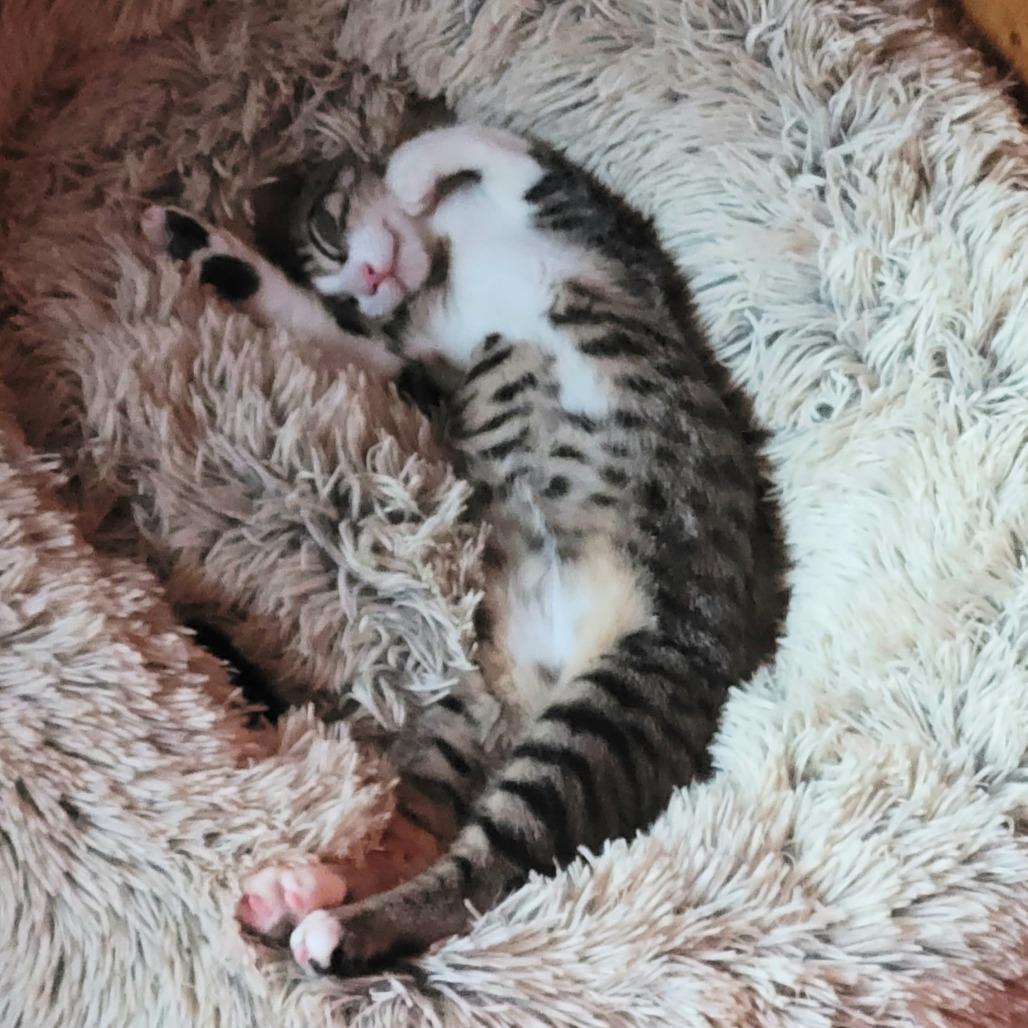 Enlarge Simon, a Adoptable Domestic Short Hair in FAIRWAY, KS image 5/6