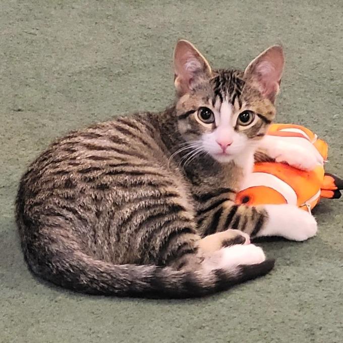 Enlarge Simon, a Adoptable Domestic Short Hair in FAIRWAY, KS image 5/6
