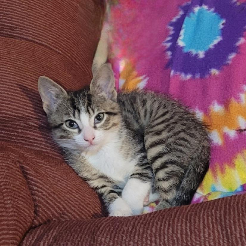 Simon, a Adoptable Domestic Short Hair in FAIRWAY, KS image 3/4