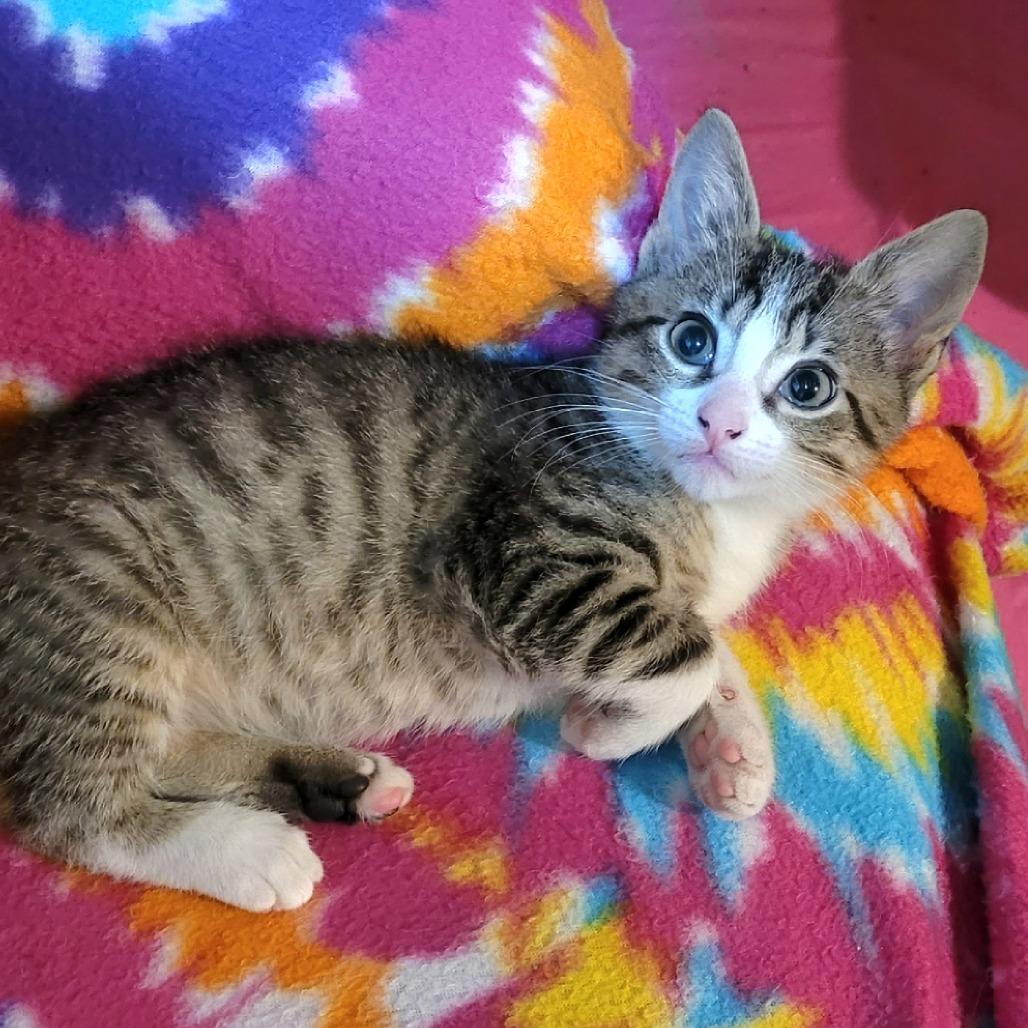Simon, a Adoptable Domestic Short Hair in FAIRWAY, KS image 4/4