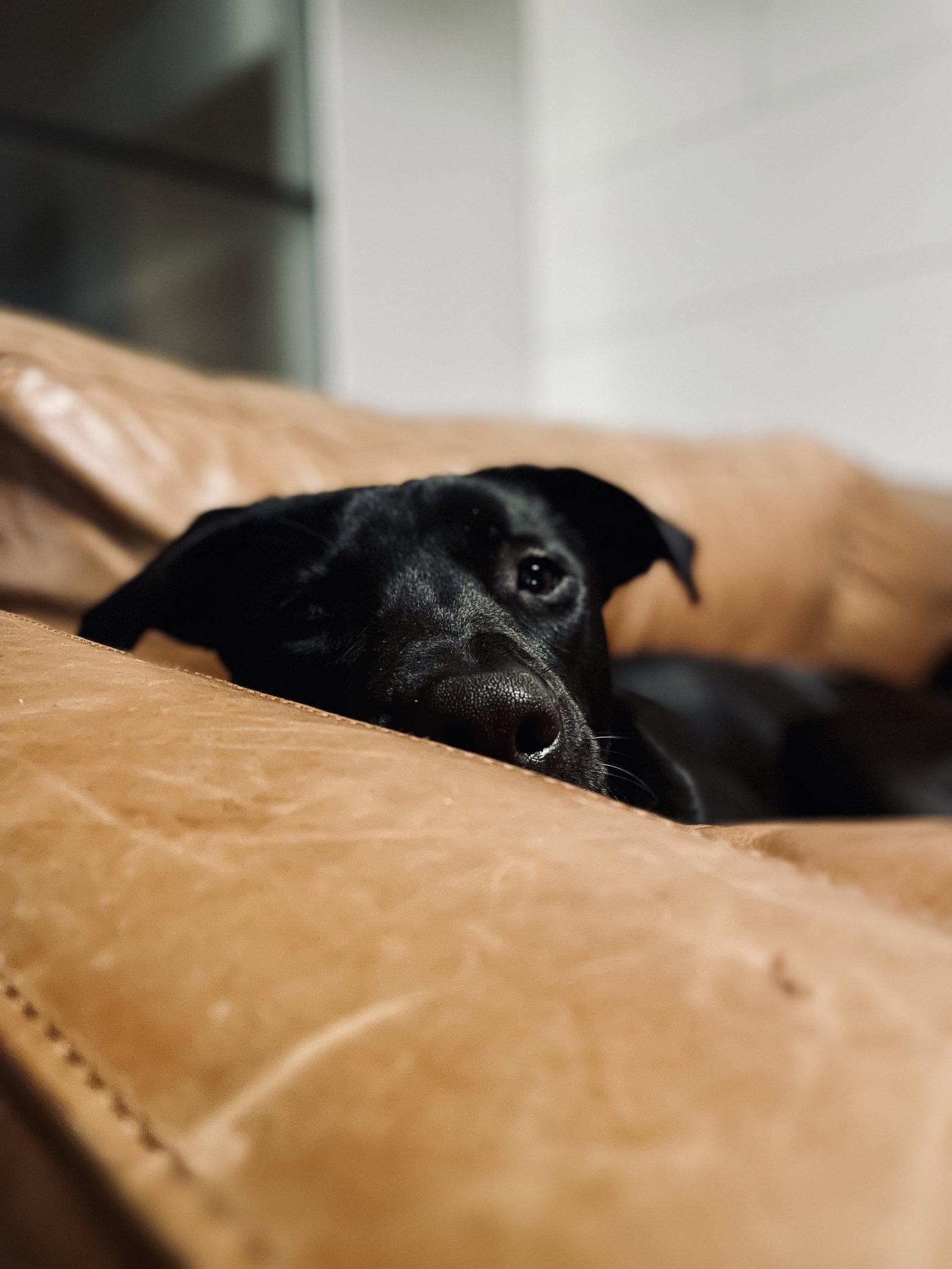 Enlarge Gamora, a Adoptable mixed breed in Roseville, CA image 1/3