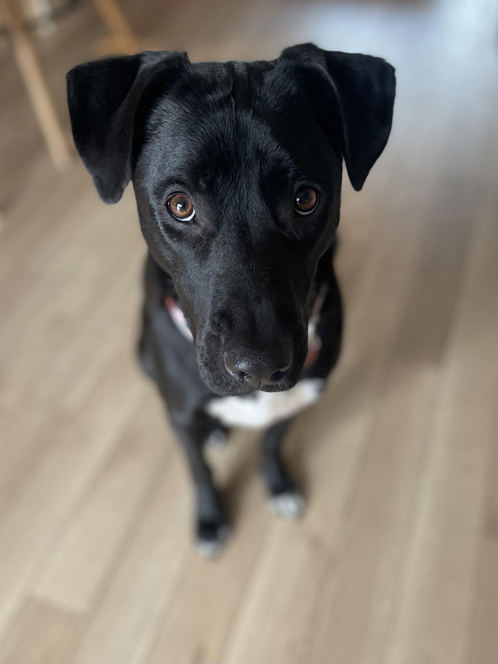 Enlarge Gamora, a Adoptable mixed breed in Roseville, CA image 2/3