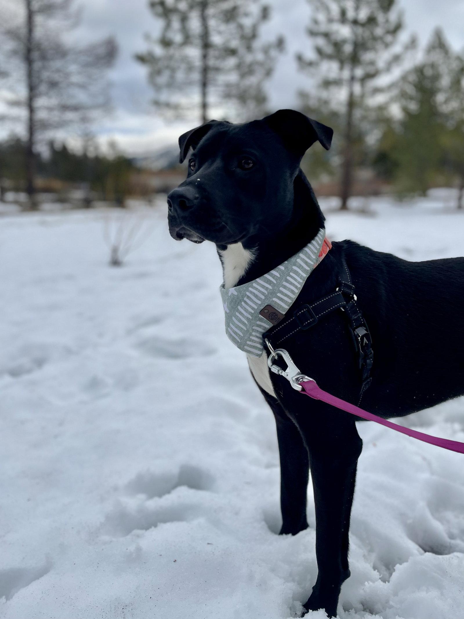 Enlarge Gamora, a Adoptable mixed breed in Roseville, CA image 3/3