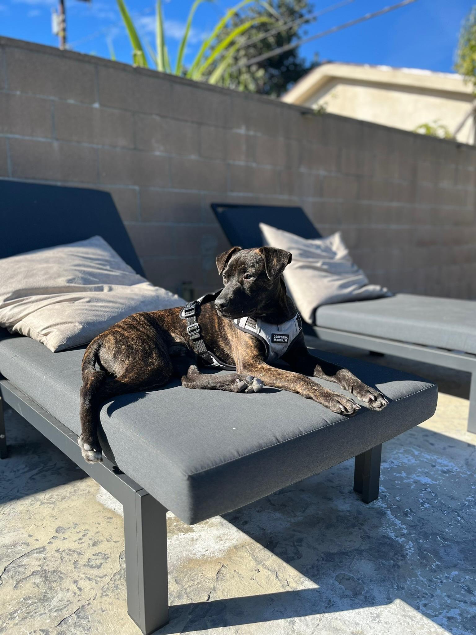 Jake *BONDED PAIR WITH FINN*, Adoptable, Young Male Pit Bull Terrier.