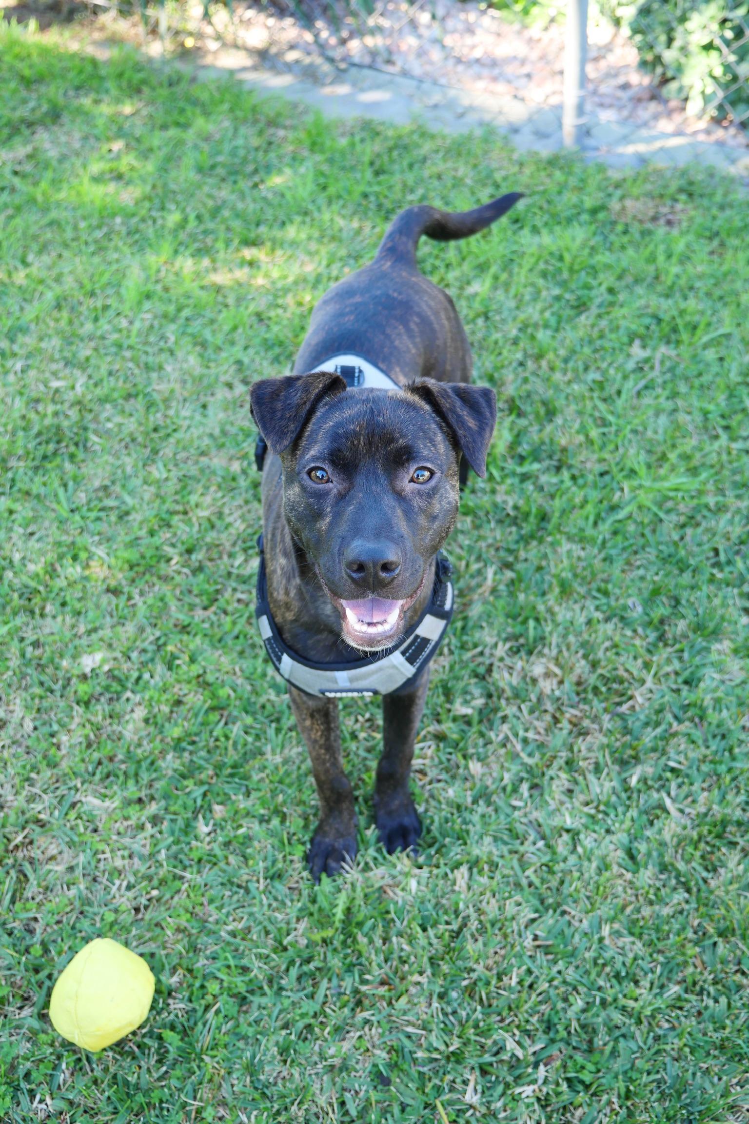 Enlarge Jake *BONDED PAIR WITH FINN*, a Adoptable Pit Bull Terrier in Roseville, CA image 2/3