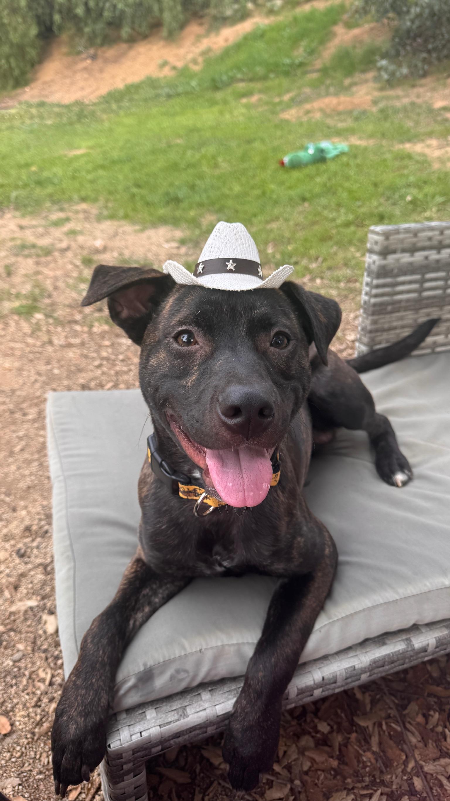 Enlarge Jake *BONDED PAIR WITH FINN*, a Adoptable Pit Bull Terrier in Roseville, CA image 3/3