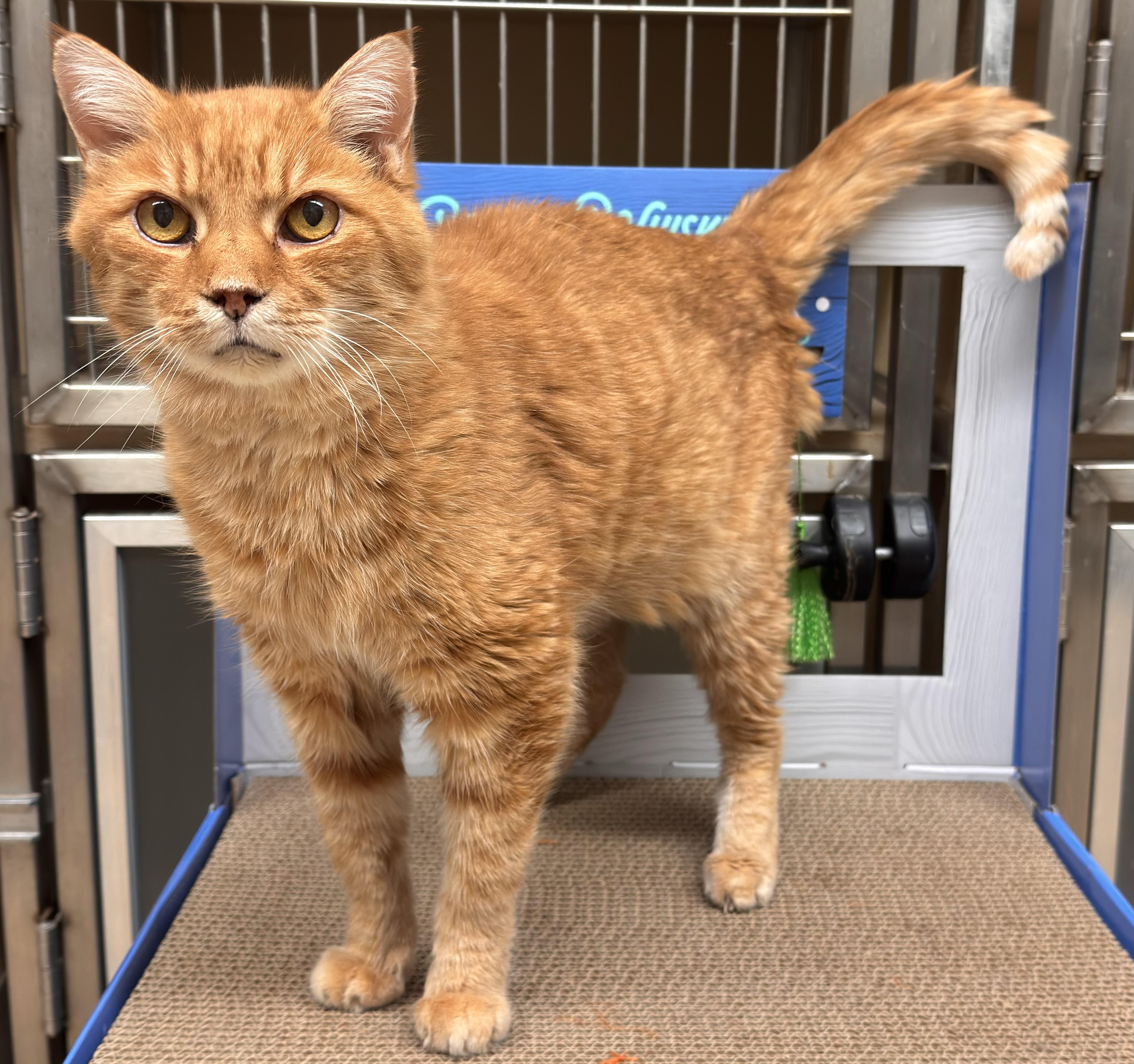 Enlarge Big Boy, a ADOPTABLE Domestic Short Hair in Kearneysville, WV image 1/2