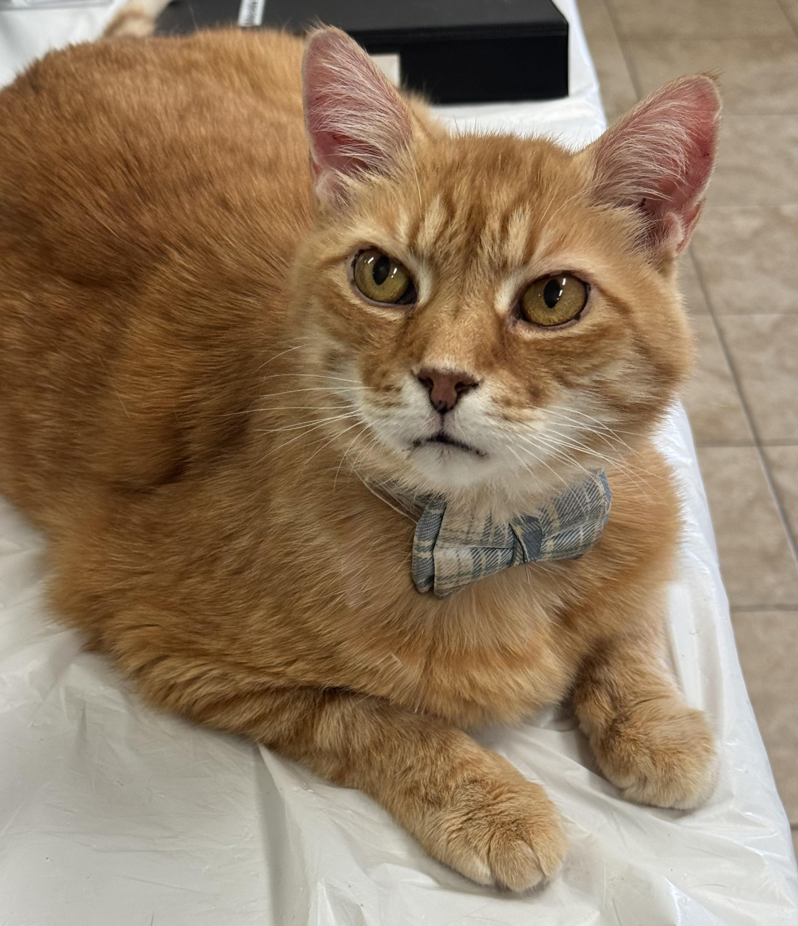 Enlarge Big Boy, a ADOPTABLE Domestic Short Hair in Kearneysville, WV image 4/4