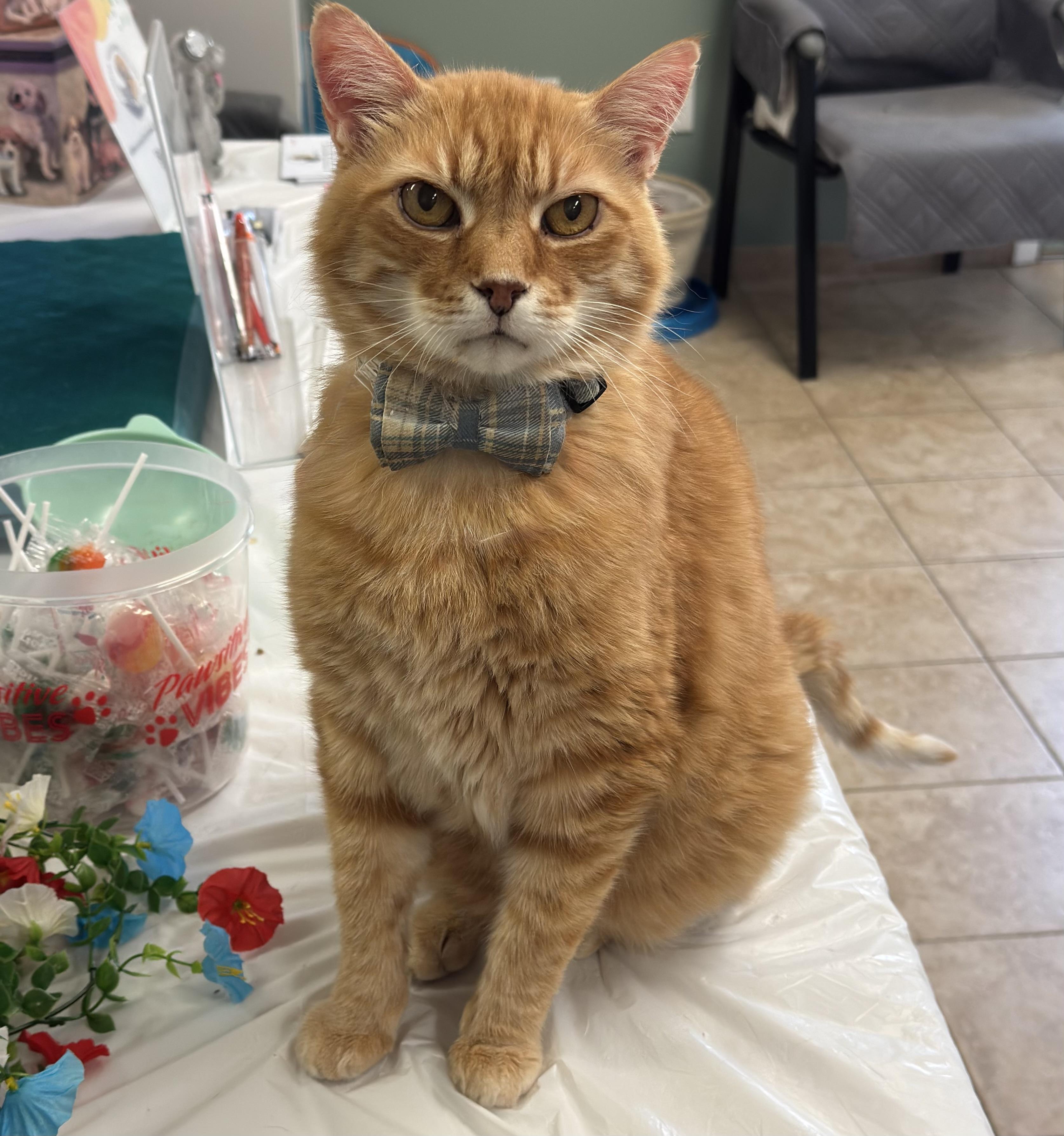 Big Boy, ADOPTABLE, Senior Male Domestic Short Hair.