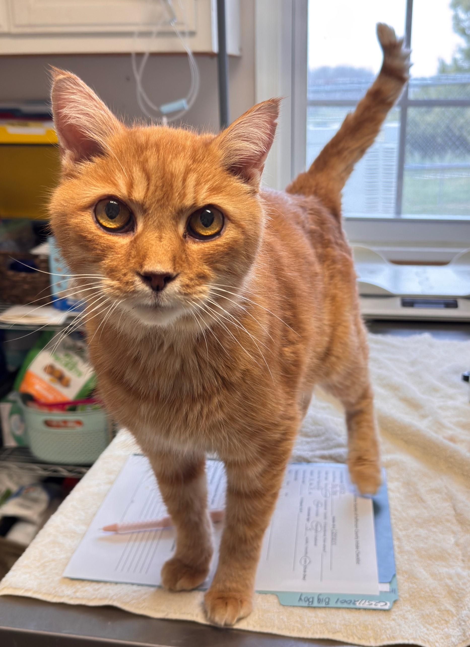 Enlarge Big Boy, a ADOPTABLE Domestic Short Hair in Kearneysville, WV image 1/1