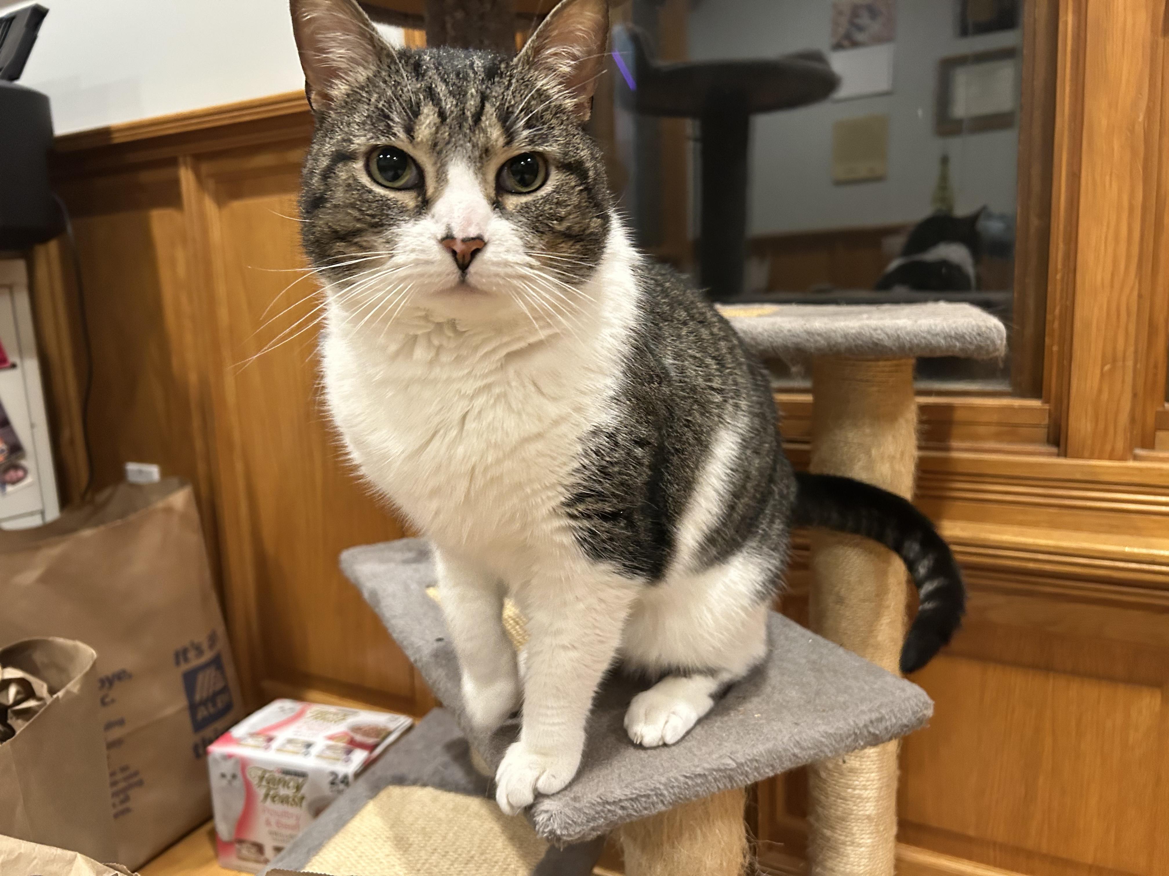 Decibel, an adopted Tabby in Brighton, MI image 5/6