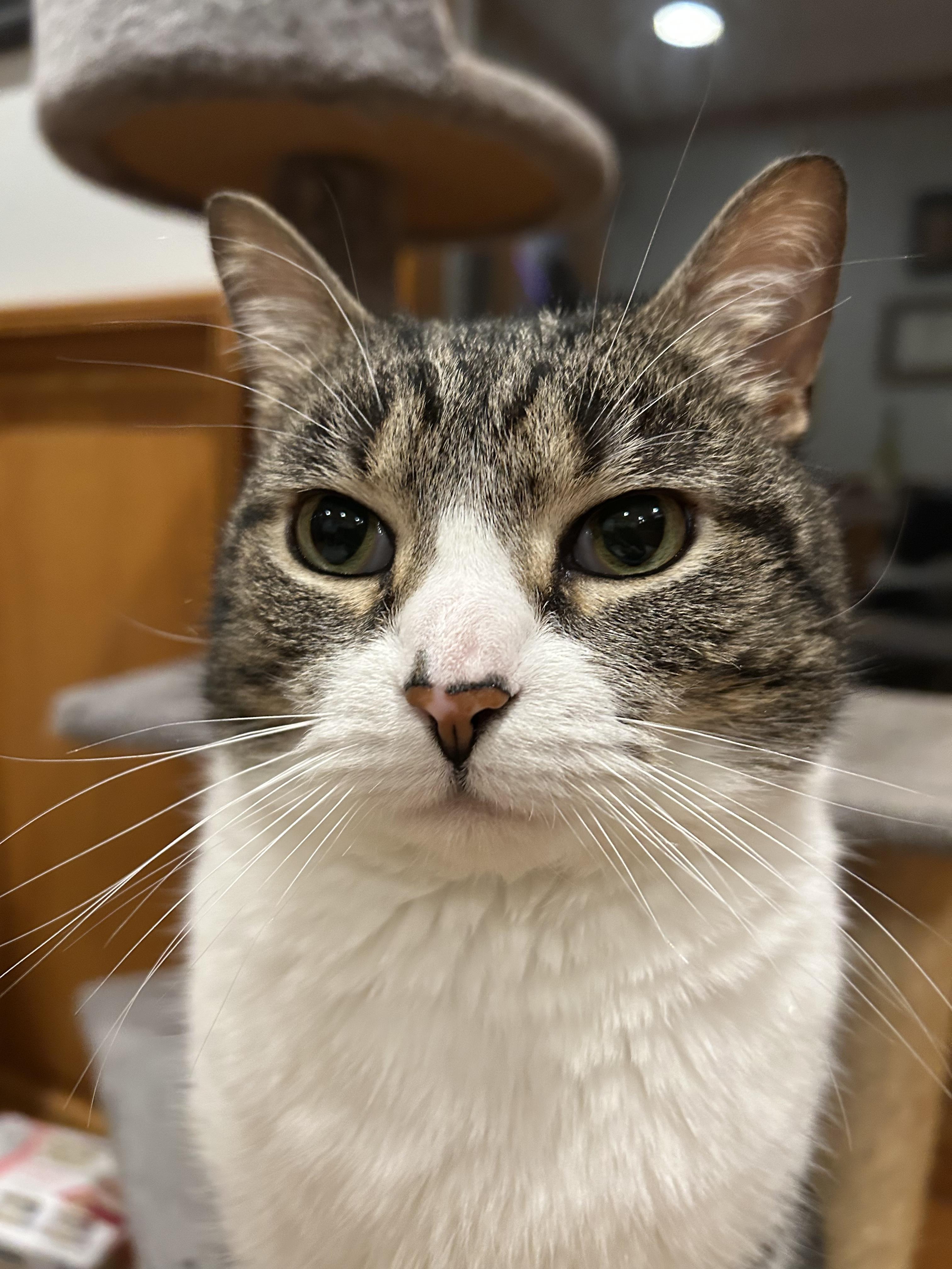 Decibel, an adopted Tabby in Brighton, MI image 6/6