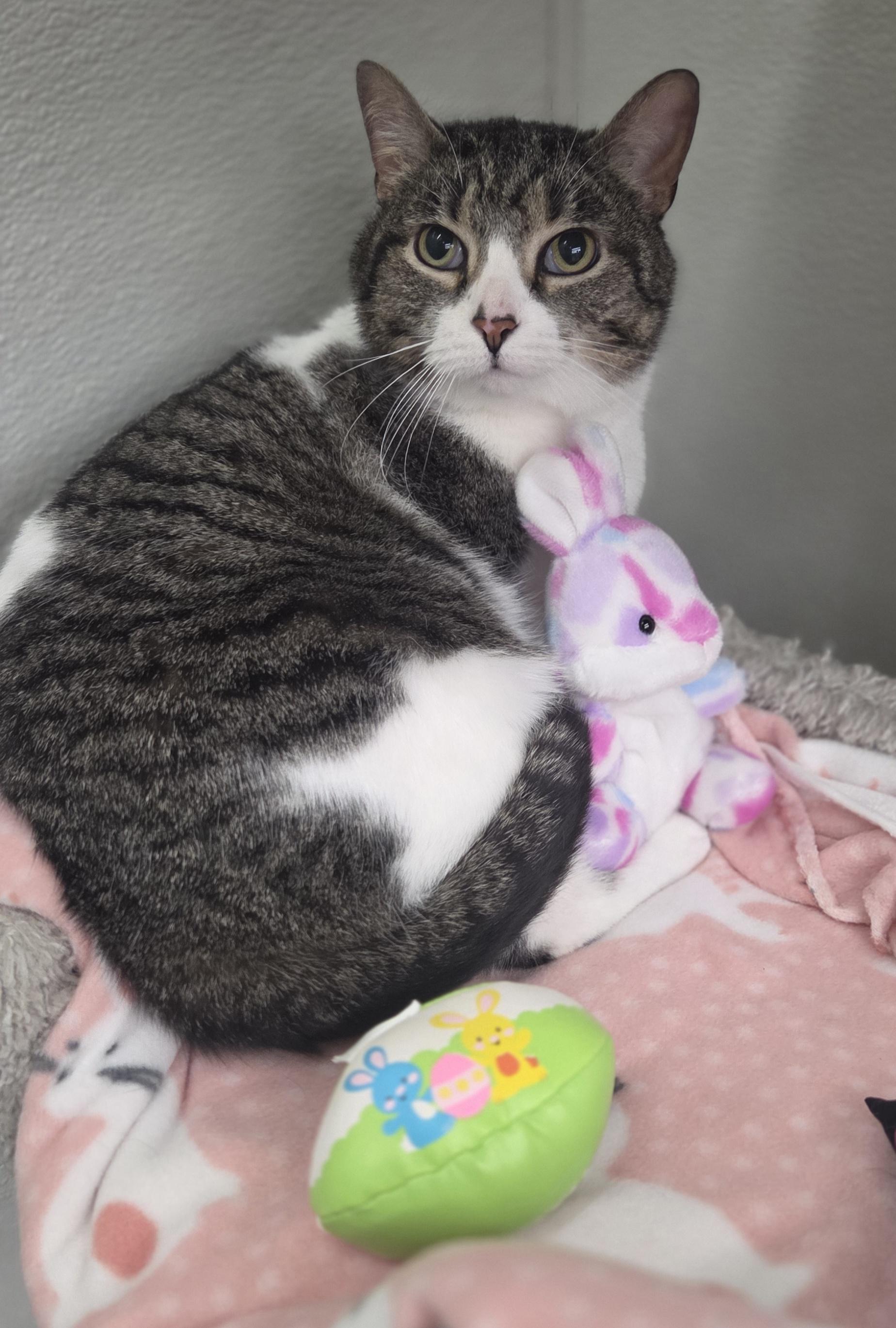 Decibel, an adopted Tabby in Brighton, MI image 1/6