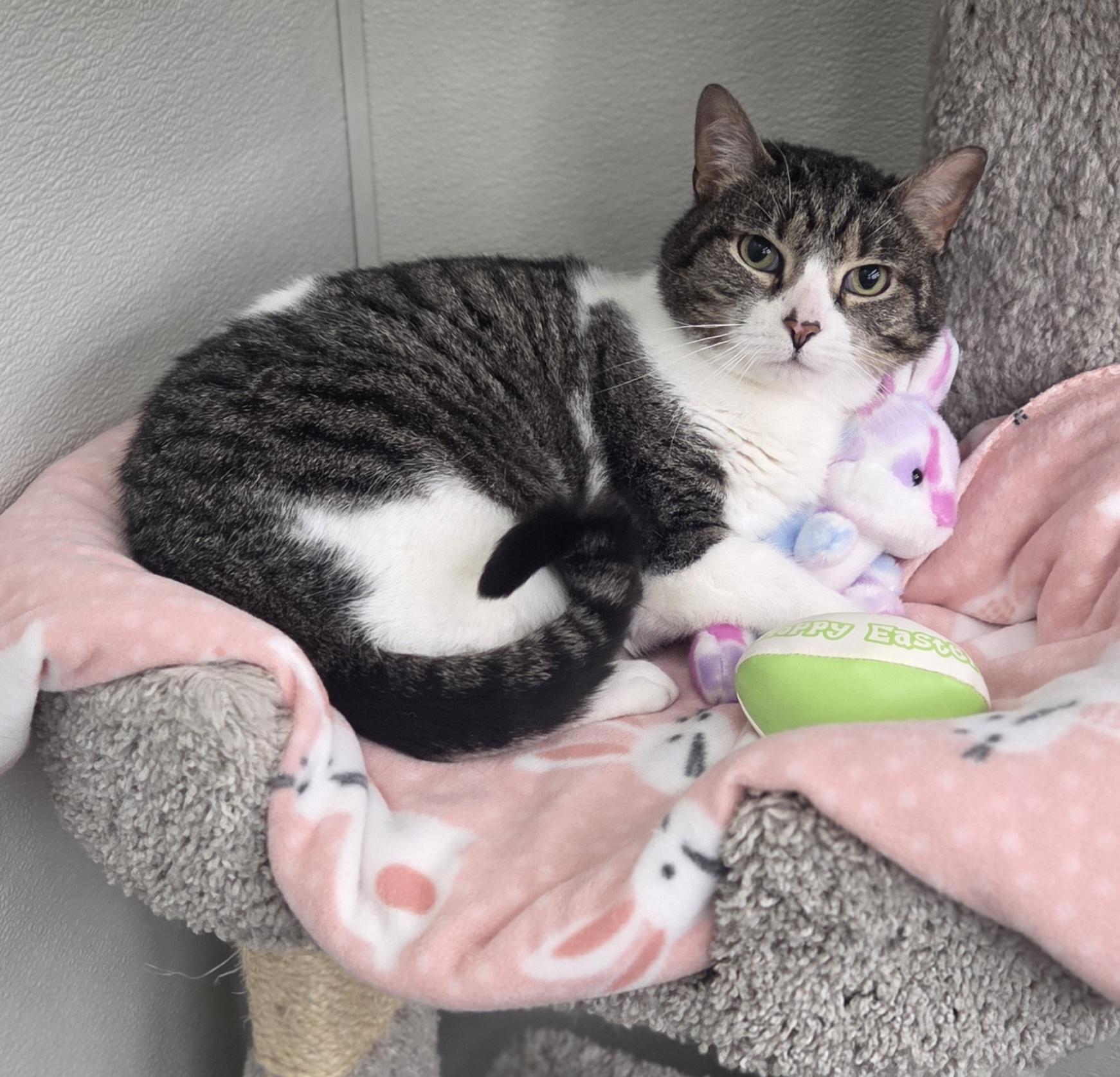 Decibel, an adopted Tabby in Brighton, MI image 2/6