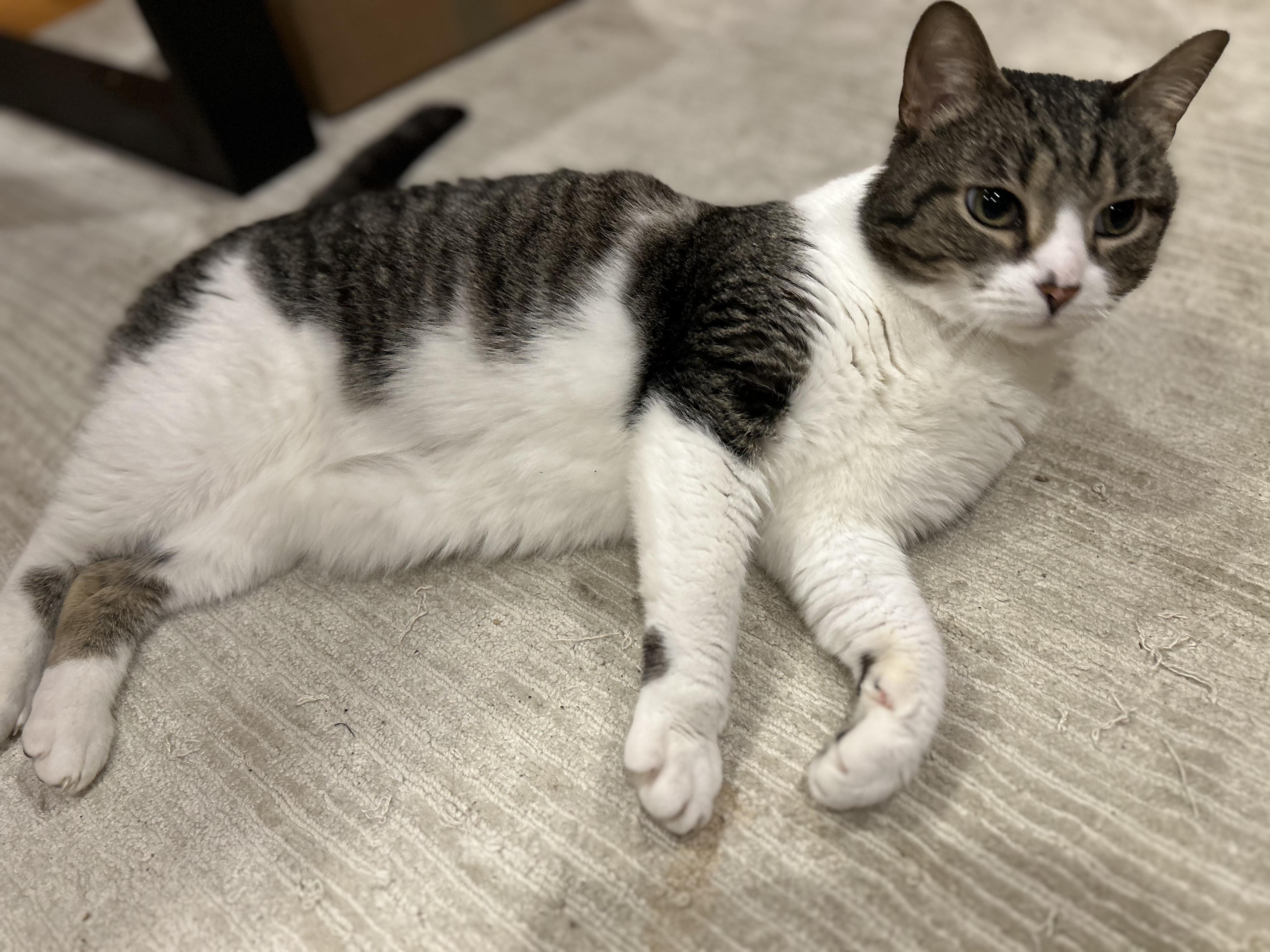 Decibel, an adopted Tabby in Brighton, MI image 3/6